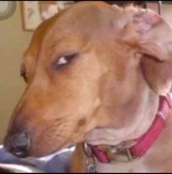 Meet your Posher, Bray - Picture 1 of 1